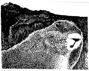 The Mother of All Marmots, Illustration by Diane Wood