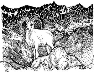 Wild Sheep in the Mountains, Illustration by Diane Wood